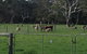Breakaway Farmstay - thumb 6