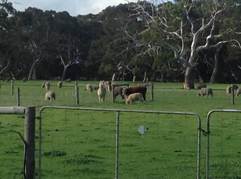 Breakaway Farmstay - Foster Accommodation 6