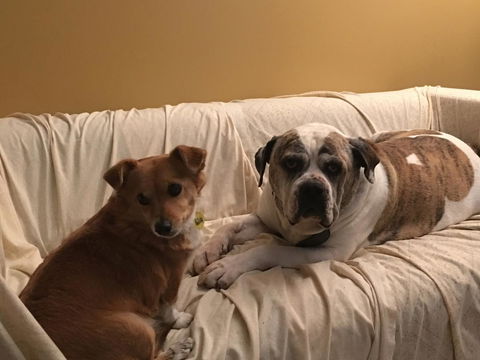 KI Dragonfly Guesthouse - Foster Accommodation 34