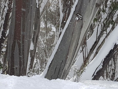 CHILL-OUT - Thredbo - Foster Accommodation 30