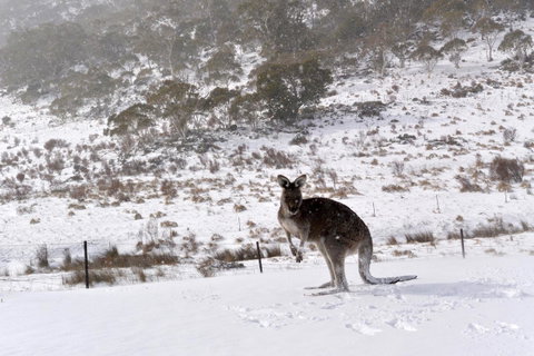 CHILL-OUT - Thredbo - Foster Accommodation 27