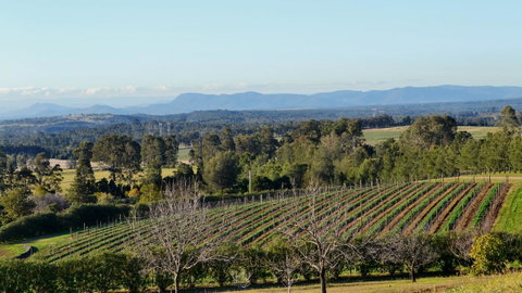 Grapevines Boutique Accommodation - Foster Accommodation 21