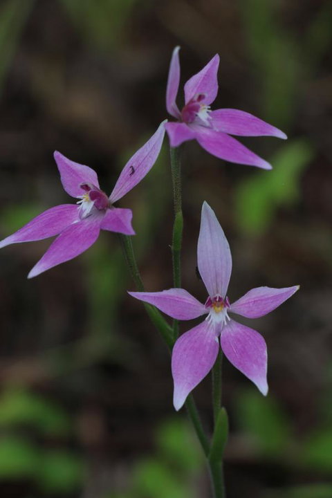 Sapphire Chalets, Augusta - Foster Accommodation 17