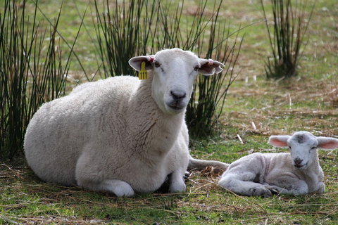 Sapphire Chalets, Augusta - Foster Accommodation 11