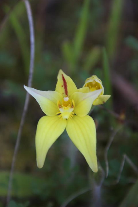 Sapphire Chalets, Augusta - Foster Accommodation 18