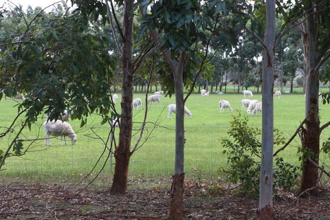 Sapphire Chalets, Augusta - Foster Accommodation 10