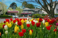 Book Leura Accommodation Vacations Foster Accommodation Foster Accommodation