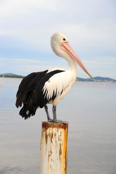 Hotel Nelson - Foster Accommodation 29