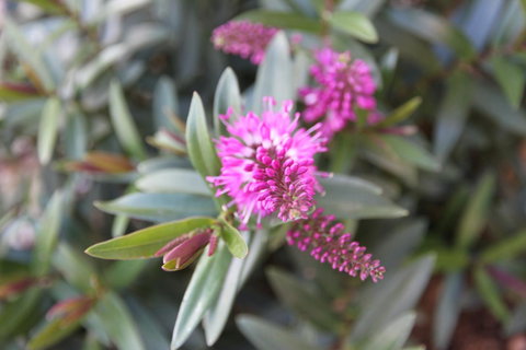 Grand Manor Motor Inn - Foster Accommodation 3