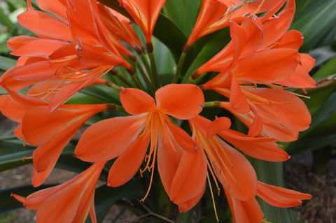 JE Guesthouse, Central To All The Hunter Valley Has To Offer - Foster Accommodation 39