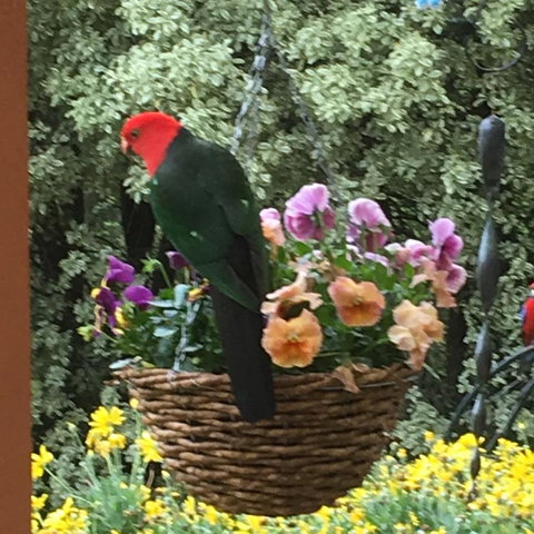 The Best Exotic Magnolia Cottage - Foster Accommodation 32