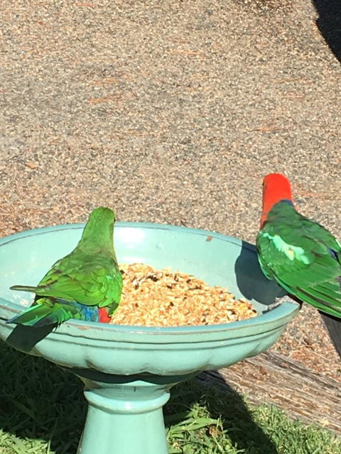 The Best Exotic Magnolia Cottage - Foster Accommodation 12