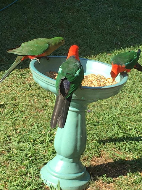 The Best Exotic Magnolia Cottage - Foster Accommodation 10