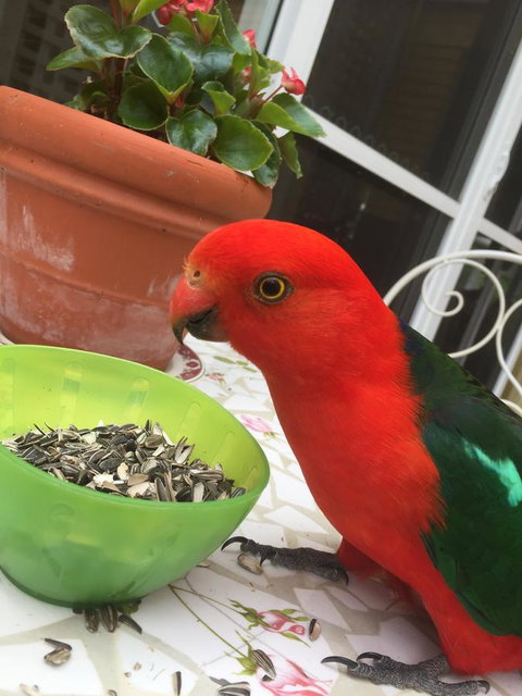 Bundanoon Lodge - Foster Accommodation 5