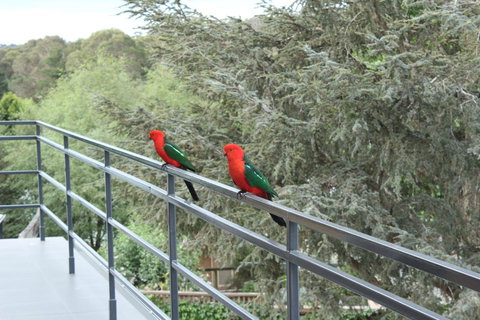 Bundanoon Lodge - Foster Accommodation 7