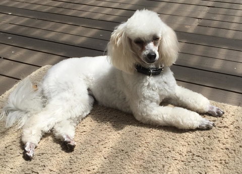 Bundanoon Lodge - Foster Accommodation 14