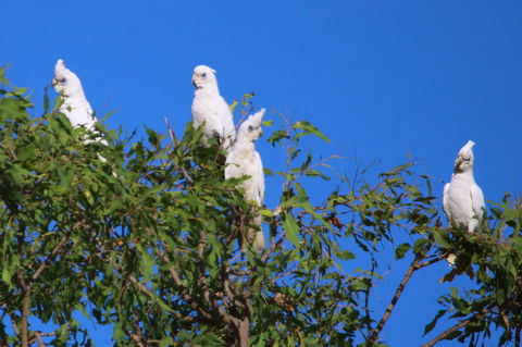 Aurora Kakadu Lodge - Foster Accommodation 9