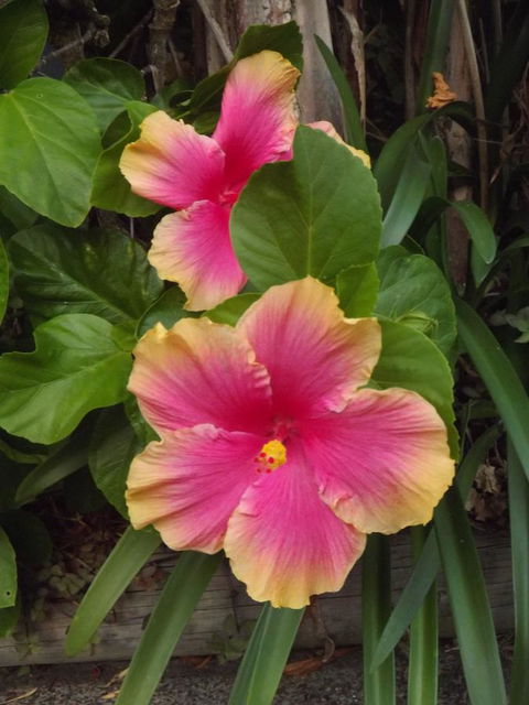 Golden Sands Motor Inn - Foster Accommodation 28