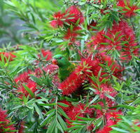Bottlebrush B  B - Foster Accommodation