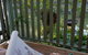Buddha Cottage Springbrook - thumb 1