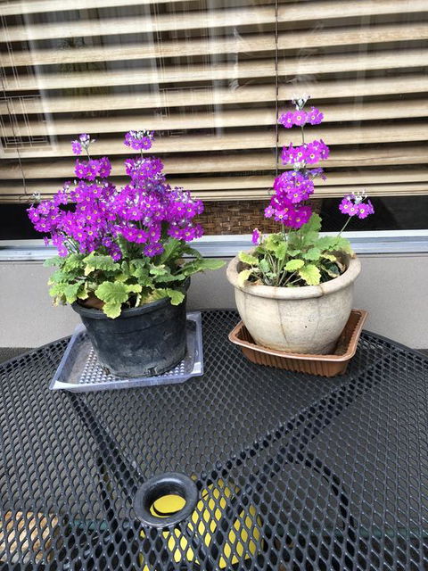 Central Wangaratta Motel - Foster Accommodation 2