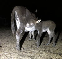 Donkey Tales Farm Cottages - Foster Accommodation