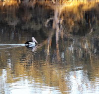 Euston Club Motel - Foster Accommodation