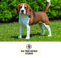 Fig Tree Retro Studio - Foster Accommodation