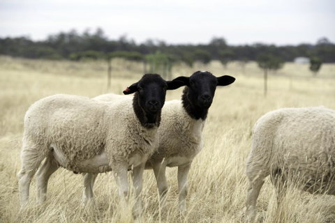 Gilgraves Vineyard Farmstay - Foster Accommodation 3
