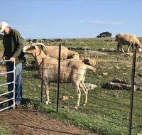 Gilgraves Vineyard Farmstay - Foster Accommodation