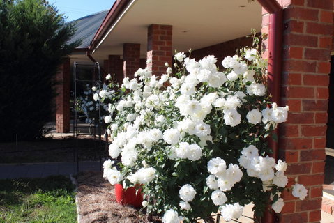 Gundaroo Manor Bed & Breakfast - Foster Accommodation 3