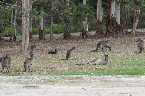 Karri Valley Chalets - Foster Accommodation 1