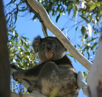 Levi Park Caravan Park - Foster Accommodation