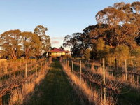 Lillicur Vineyard BB