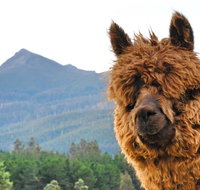 Maydena Mountain Cabins - Foster Accommodation