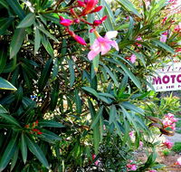 Mercury motor inn - Foster Accommodation