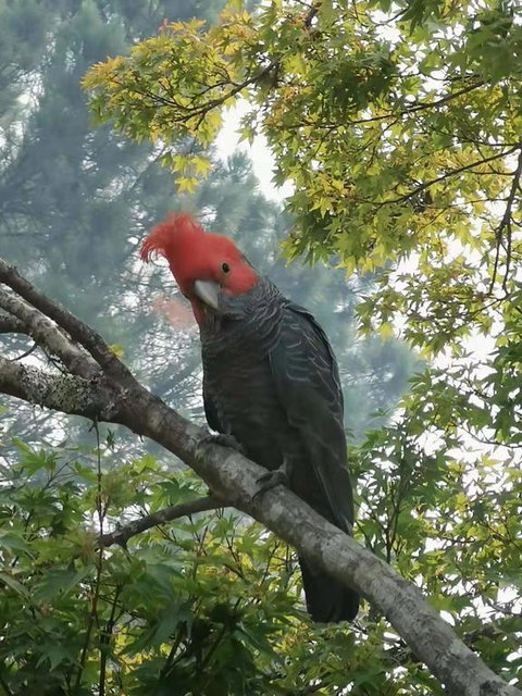 Milepost Annex In Wentworth Falls - Foster Accommodation 3