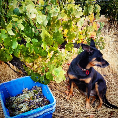 Hotham Ridge Estate - Foster Accommodation 33