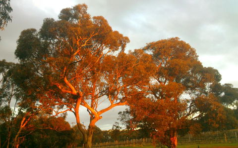 Hotham Ridge Estate - Foster Accommodation 35
