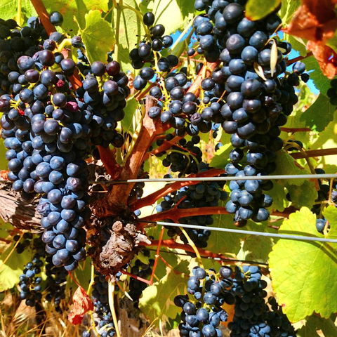 Hotham Ridge Estate - Foster Accommodation 32