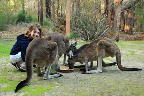Yelverton Brook Conservation Sanctuary - Foster Accommodation 5