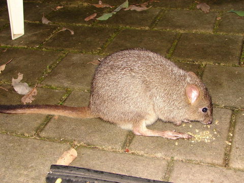 Yelverton Brook Conservation Sanctuary - Foster Accommodation 37