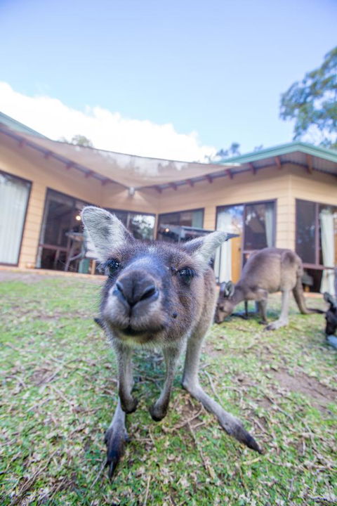 Yelverton Brook Conservation Sanctuary - Foster Accommodation 17