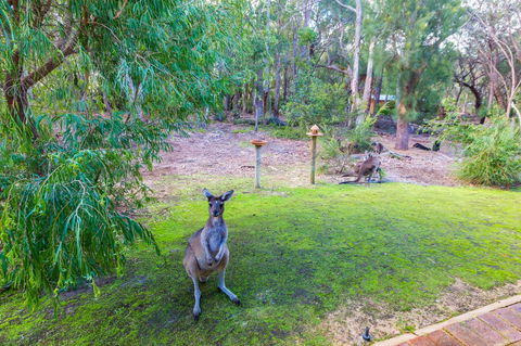 Yelverton Brook Conservation Sanctuary - Foster Accommodation 11
