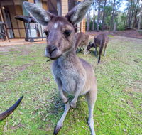 Yelverton Brook Eco Spa Retreat  Conservation Sanctuary - Foster Accommodation