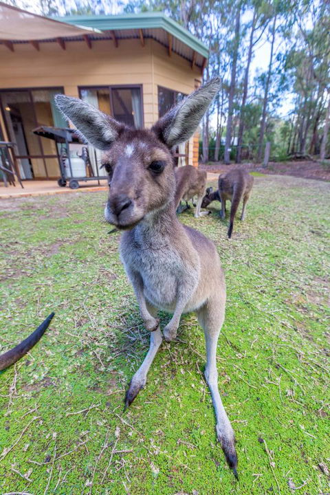 Yelverton Brook Conservation Sanctuary - Foster Accommodation 0