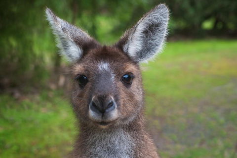 Yelverton Brook Conservation Sanctuary - Foster Accommodation 25