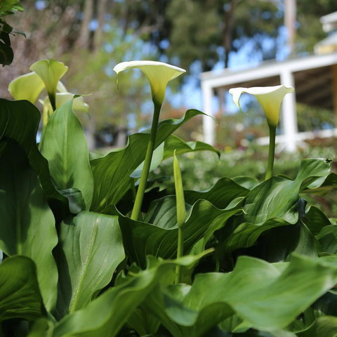 Two Sisters Chalets - Foster Accommodation 32