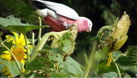 Bentwood Olive Grove Accommodation - Foster Accommodation 19