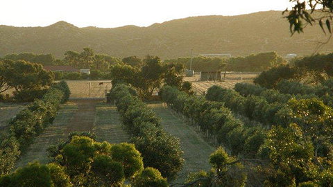 Bentwood Olive Grove Accommodation - Foster Accommodation 20